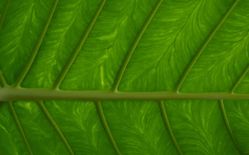 Photography, photo 22